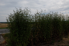 Dipsacus strigosus