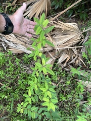 Aeschynomene americana