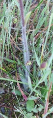Caladenia tentaculata