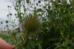 Dipsacus strigosus