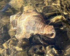 Clibanarius vittatus