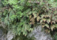 Polypodium vulgare