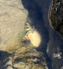 Clibanarius vittatus