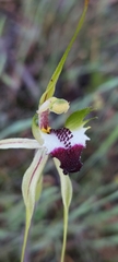 Caladenia tentaculata