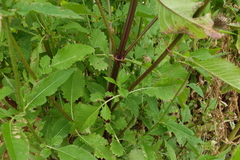 Dipsacus strigosus