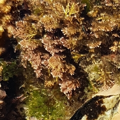 Corallina officinalis