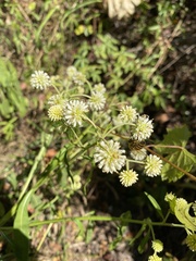 Verbesina walteri