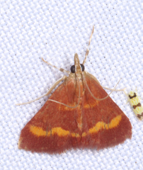Pyrausta pseuderosnealis