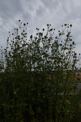 Dipsacus strigosus