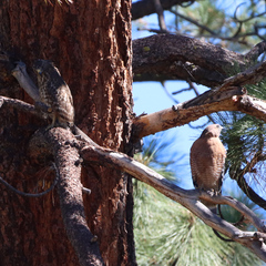 Buteo lineatus elegans