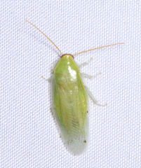 Panchlora nivea