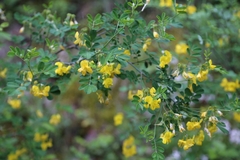 Hippocrepis emerus