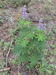 Lupinus latifolius