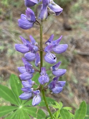 Lupinus latifolius