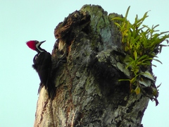 Campephilus melanoleucos