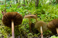 Inocybe digitula