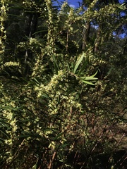 Pimelea axiflora axiflora