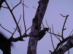 Campephilus melanoleucos