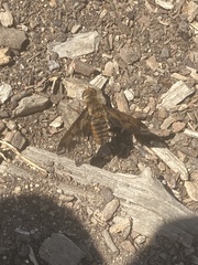 Poecilanthrax arethusa