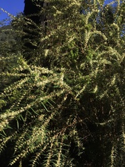 Pimelea axiflora axiflora