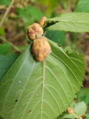Neolasioptera farinosa