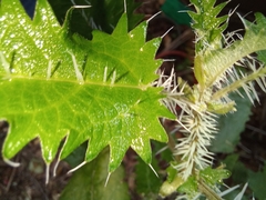 Urtica ferox