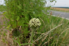 Dipsacus strigosus