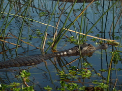 Caiman yacare