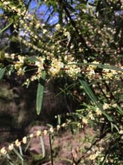 Pimelea axiflora axiflora