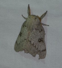 Syssphinx heiligbrodti