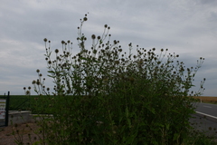 Dipsacus strigosus