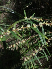 Pimelea axiflora axiflora