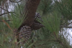 Pinus radiata