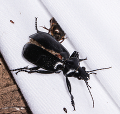 Calosoma marginale