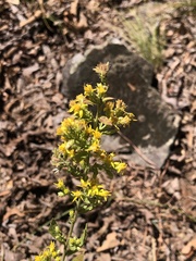 Solidago petiolaris