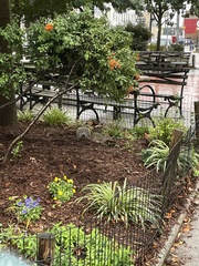 Sciurus carolinensis