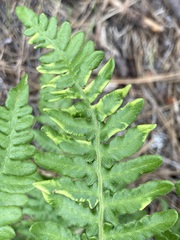 Eriophyes helicantyx