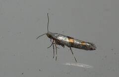 Argyresthia oreasella