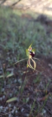 Caladenia stricta