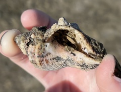 Clibanarius vittatus