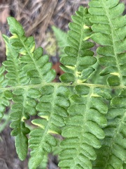 Eriophyes helicantyx