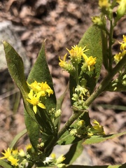 Solidago petiolaris
