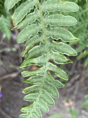 Eriophyes helicantyx