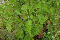 Dipsacus strigosus