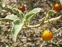 Solanum burchellii