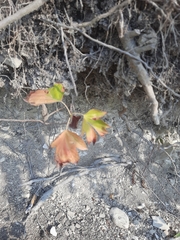 Torminalis glaberrima