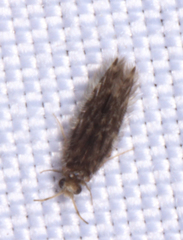 Hydroptilidae