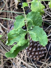 Aceria caliberberis