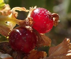 Ribes cereum cereum