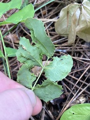 Aceria caliberberis